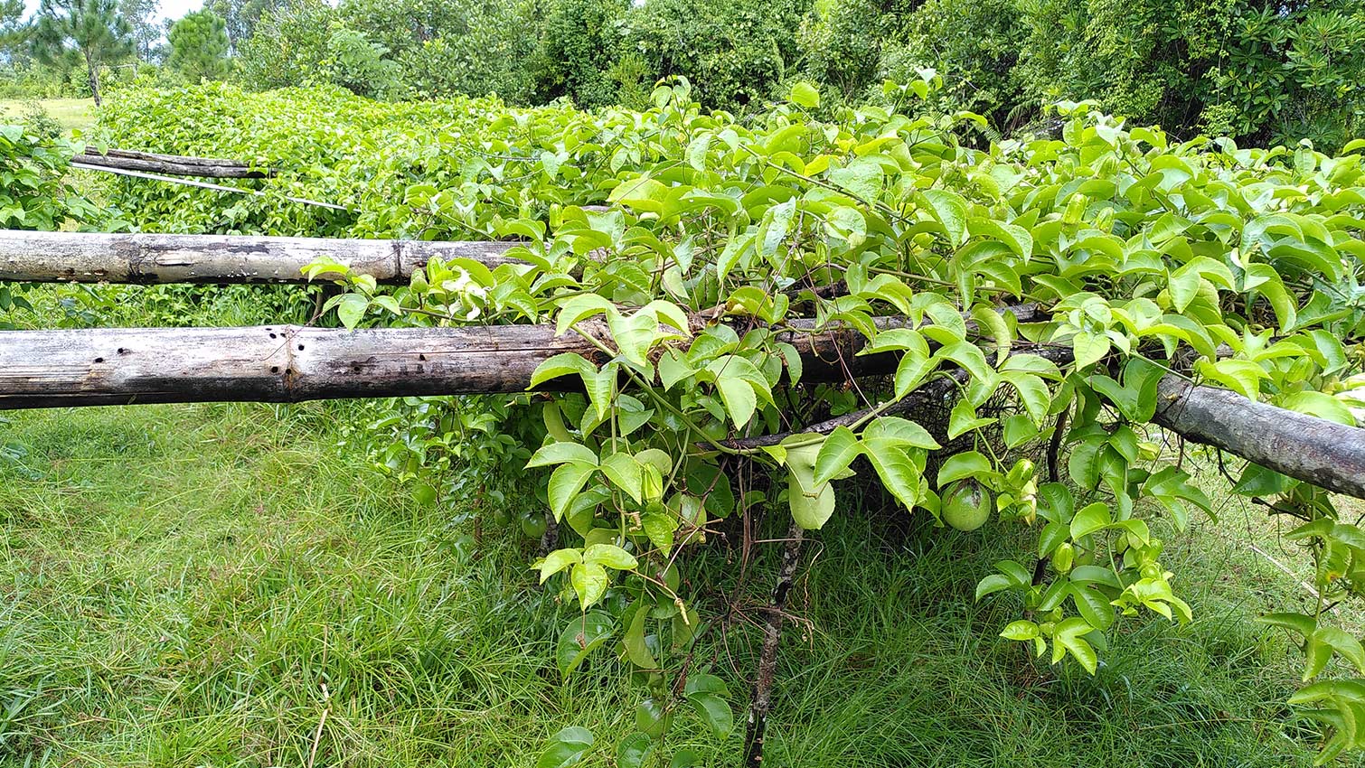 cooperative-Magneva-Madagascar-fruit-passion-culture-equitable-bio-ethiquable